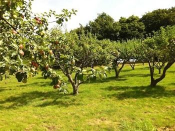 Cider Cottages Burley Esterno foto